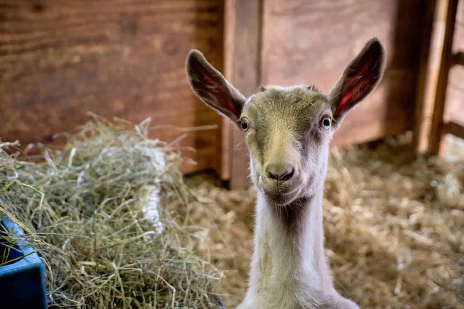 Sable Goat 