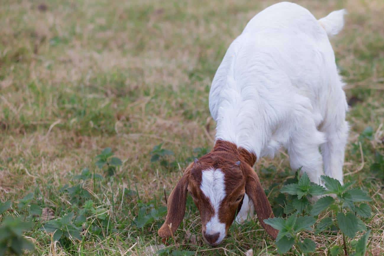 Schwartzal goat
