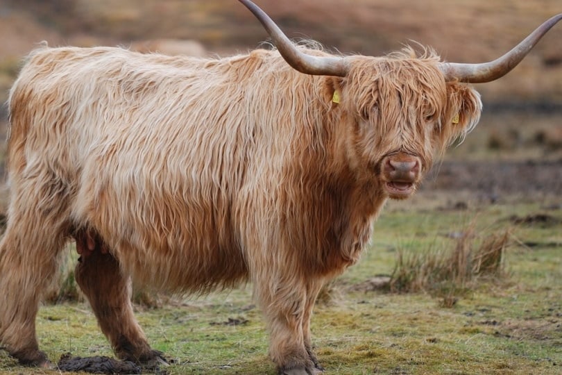 Scottish highland cow grazing