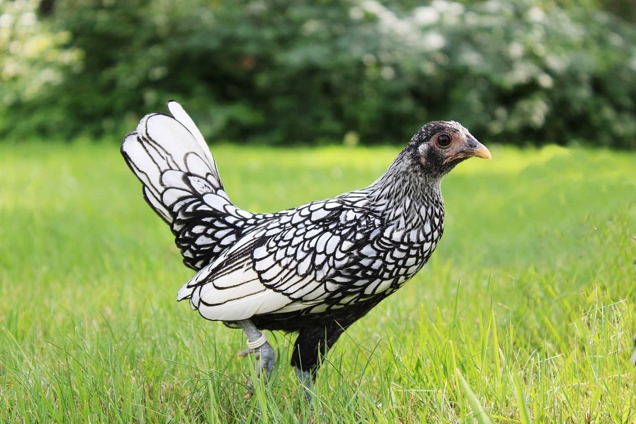Sebright bantam