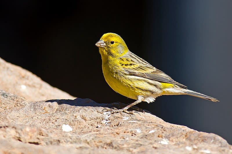 Spanish Timbrado Canary