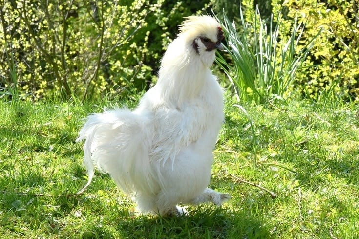 Silkie Chicken