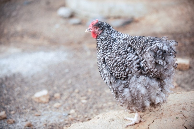 Silver Laced Orpington
