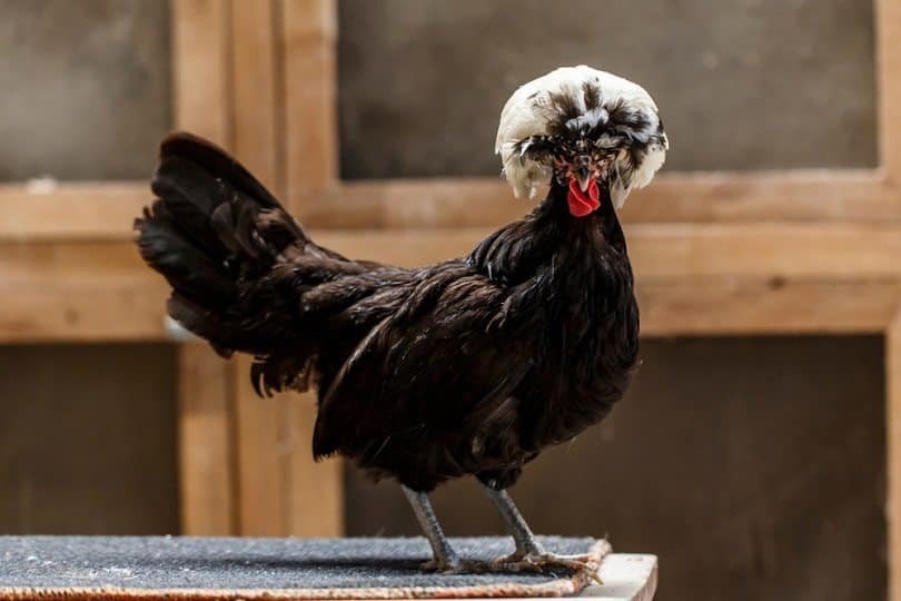 Silver laced polish chicken