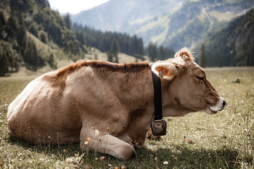 Simmental