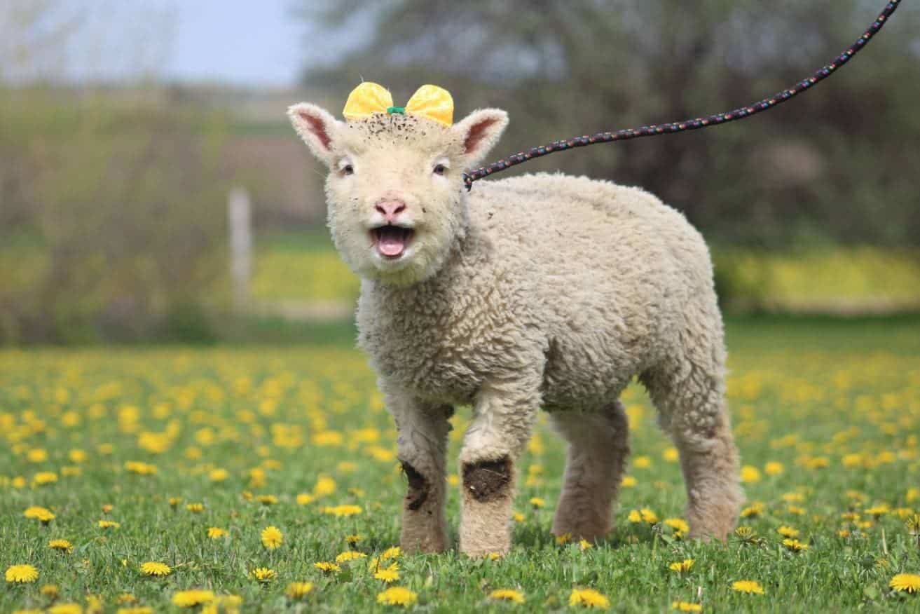 Southdown Sheep