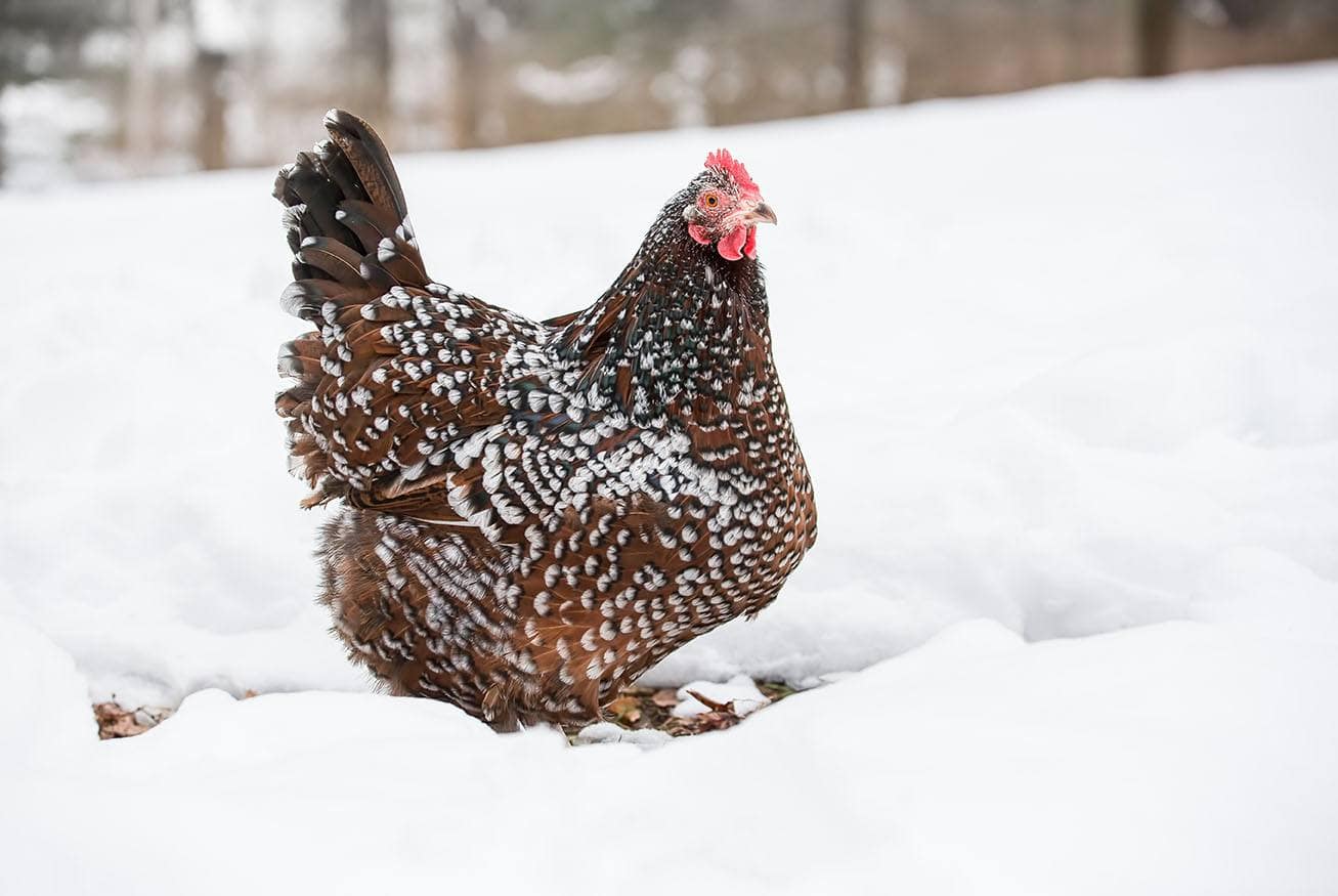 Speckled Sussex in the snow