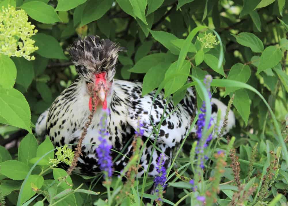 Spitzhauben Chicken hiding in leaves