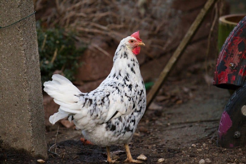 Splash Orpington Chicken