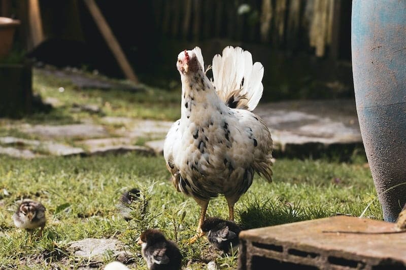 Splash orpington with chicks in the garden