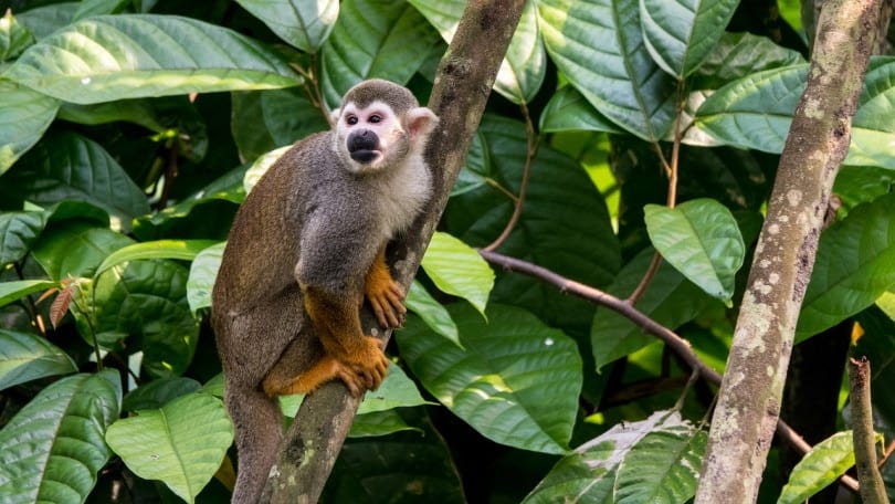 Squirrel monkey in a tree