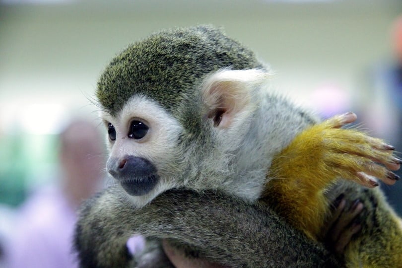 Squirrel monkey sitting arms crossed