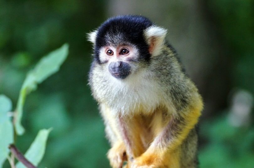 Squirrel monkey sitting in a tree
