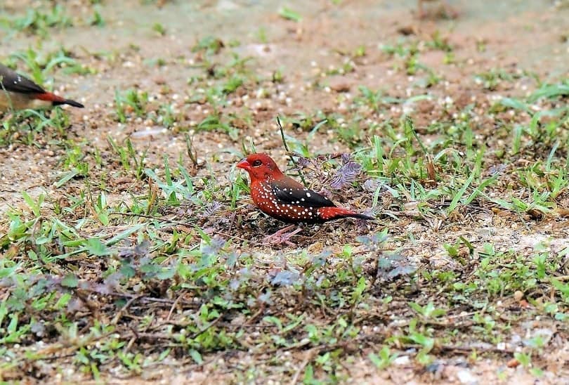Strawberry Finch
