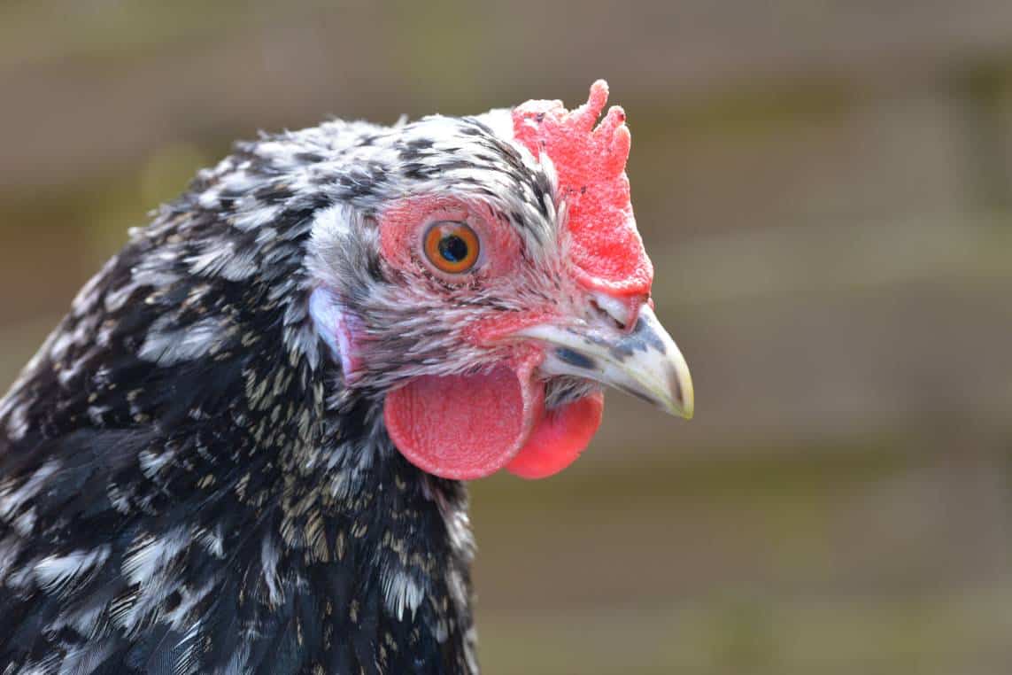 Swedish Black Chicken