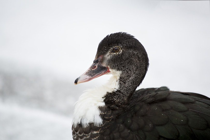 Swedish Blue Duck in winter
