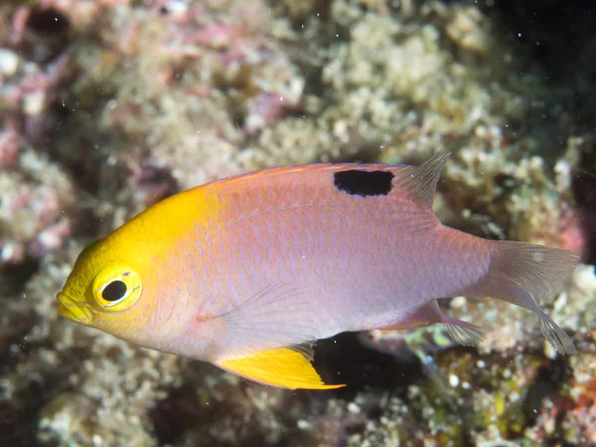 Talbot’s Damsel
