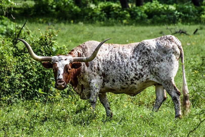 Texas Longhorn