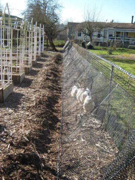 This Amazing DIY CHICKEN RUN is what your backyard needs