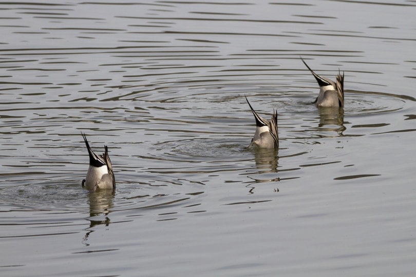 Three ducks diving in unison
