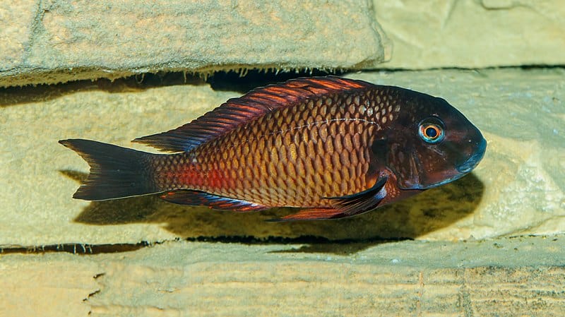 Tropheus moorii