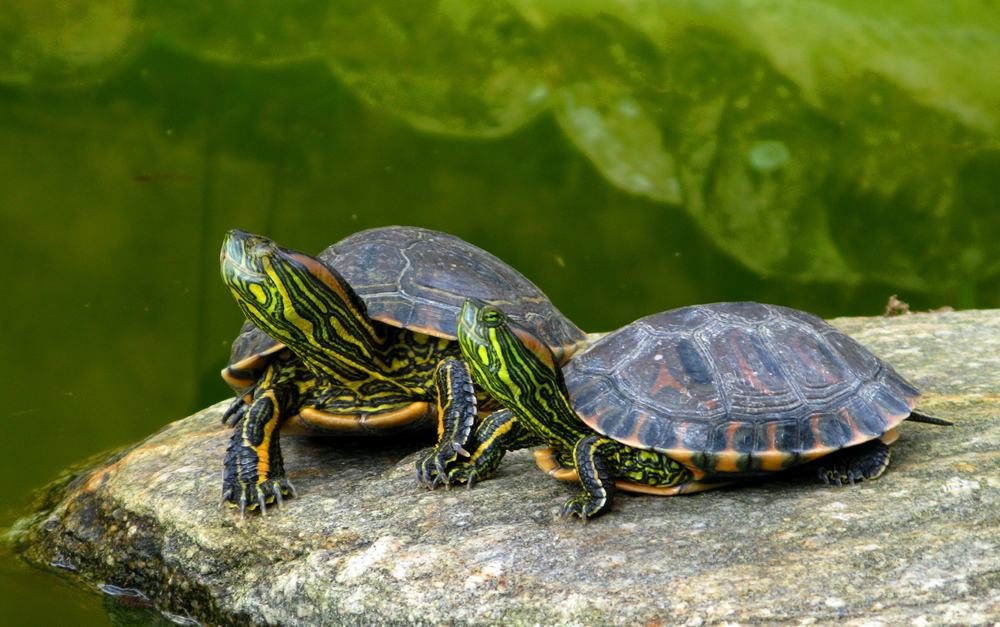 Turtles in a pond