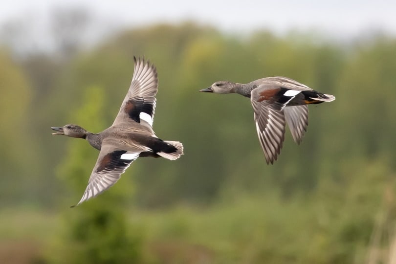 Two ducks flying