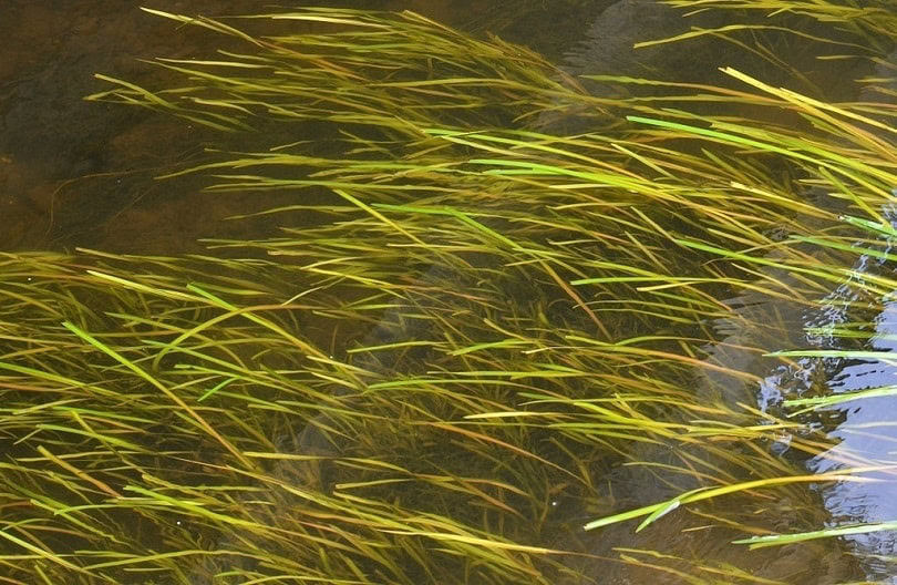 Vallisnérie_Vallisneria_spiralis_Brantôme-Dronne_Commons wikimedia (2)