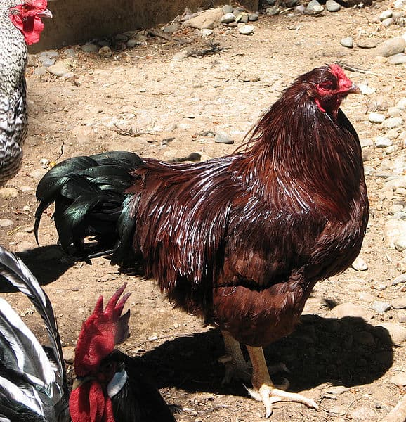 Walter,_Buckeye_Rooster-Commons Wikimedia