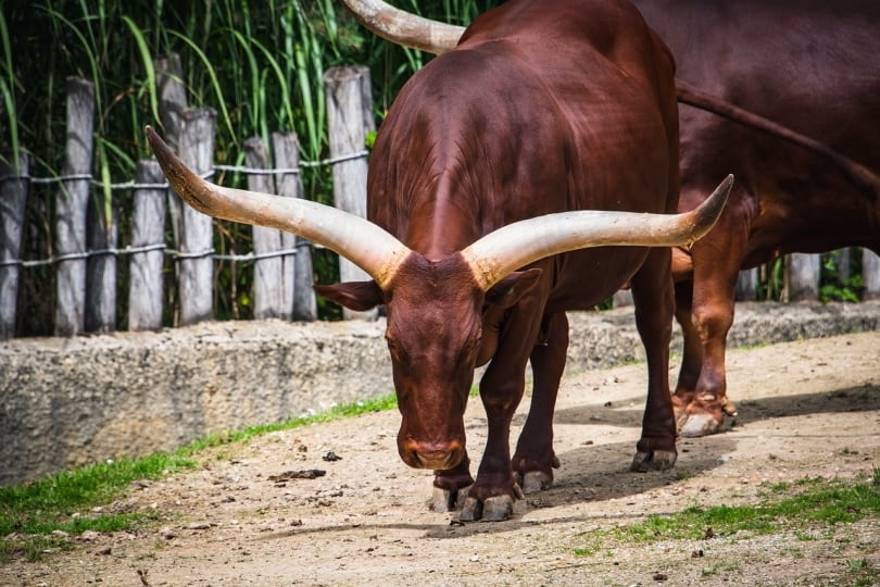Watusi cows walking
