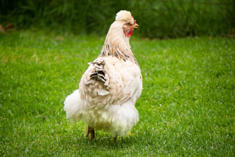 White Ameraucana chicken in the grass
