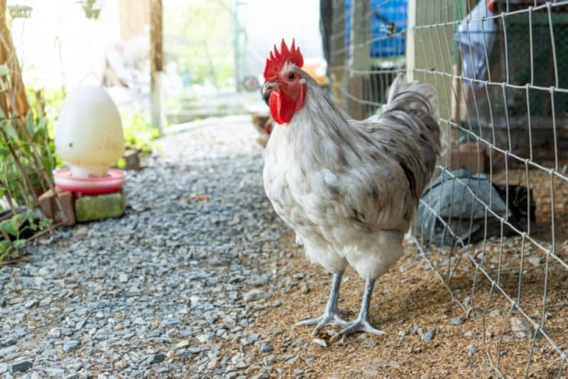 White Australorp chicken
