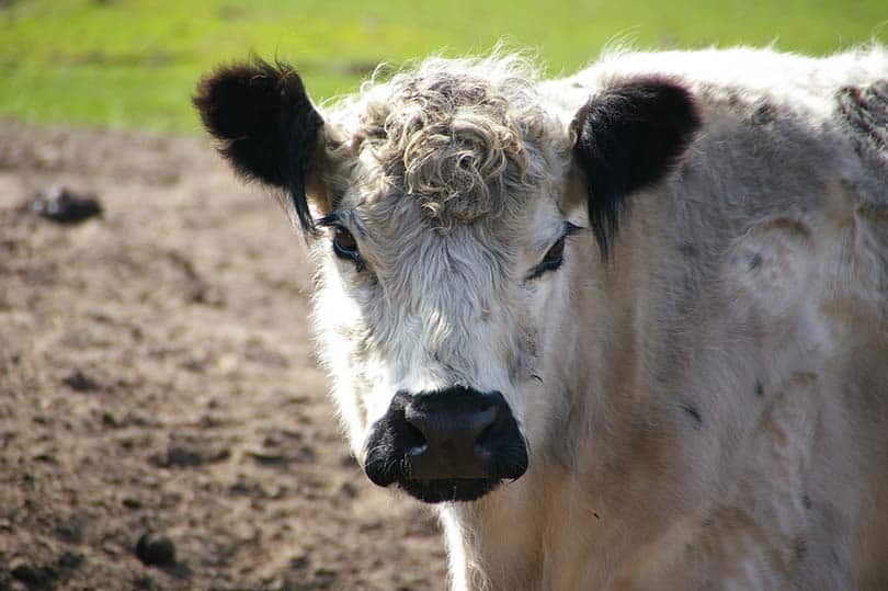 White Park cattle