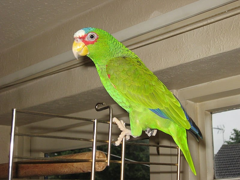 White-fronted Amazon