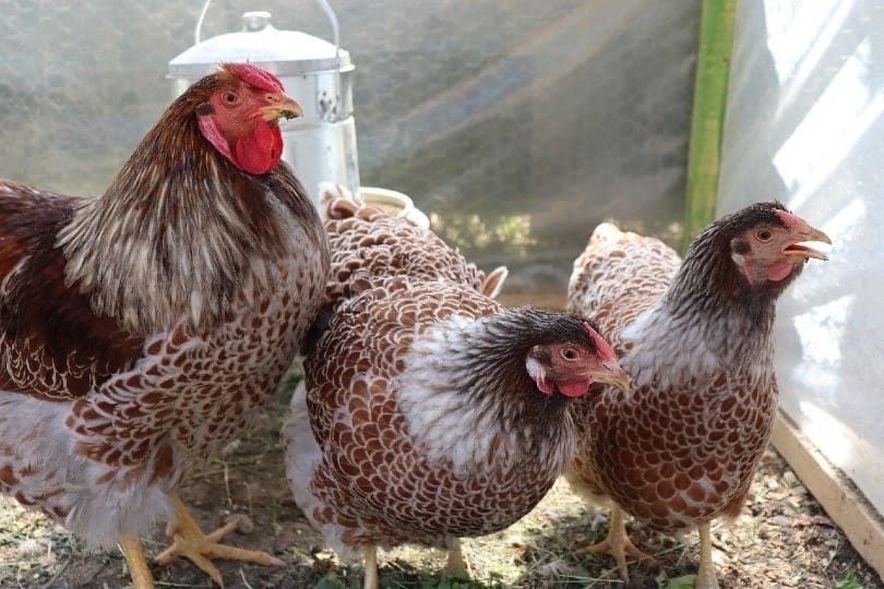 Wyandotte chickens