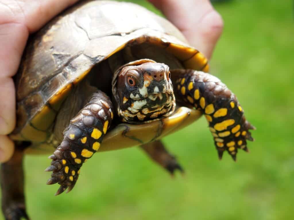 Yellow-footed tortoise