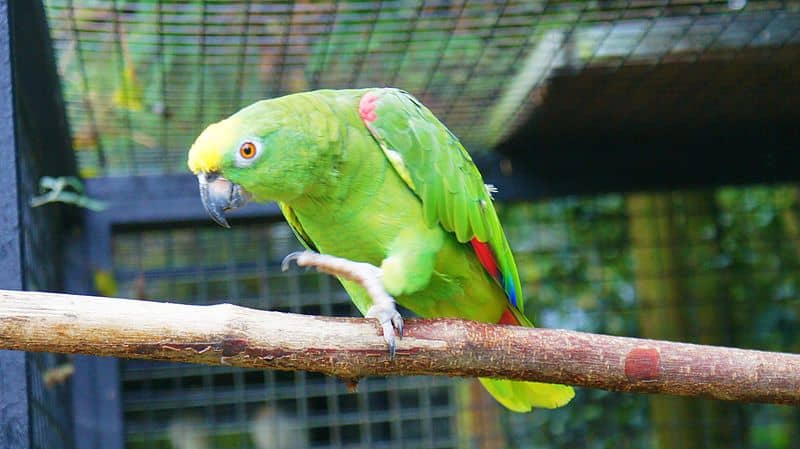 Yellow-crowned Amazon