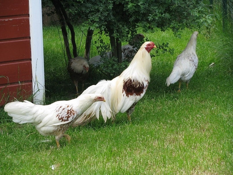 Ykohamahuhn-Commons Wikimedia