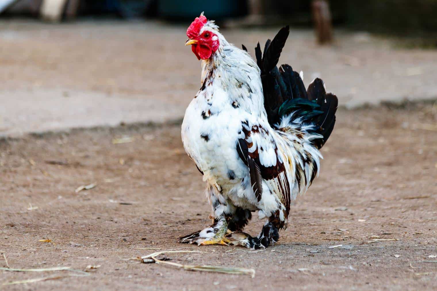 Yokohama chicken