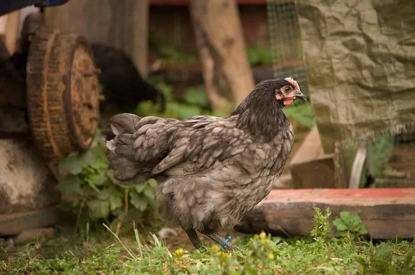 a Blue Orpington chicken