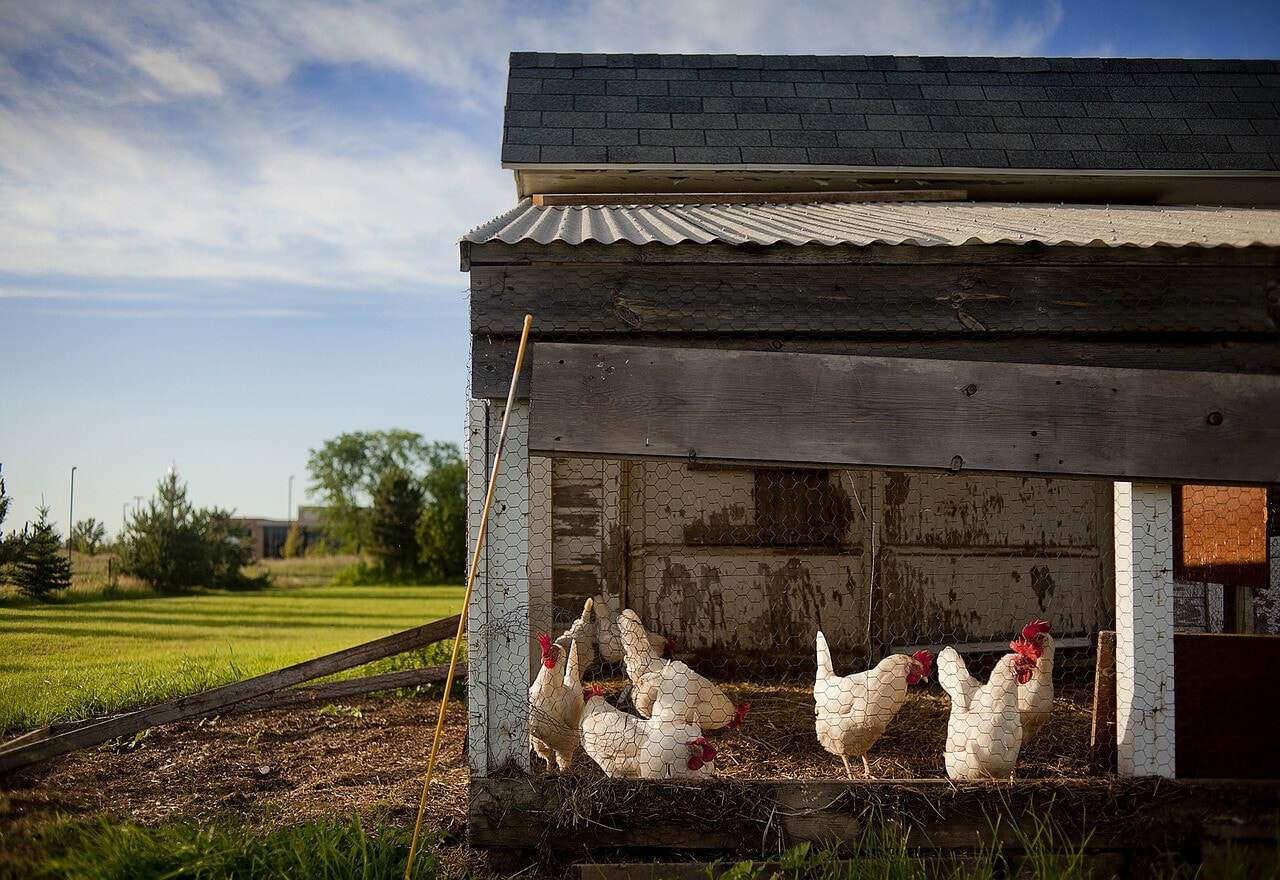 a chicken coop
