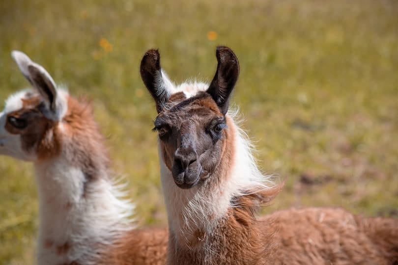a close up of a llama