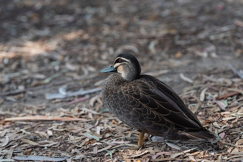 a close up of a pacific black duck