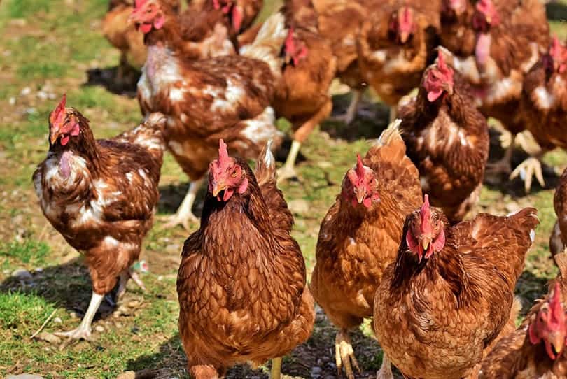a flock of chickens