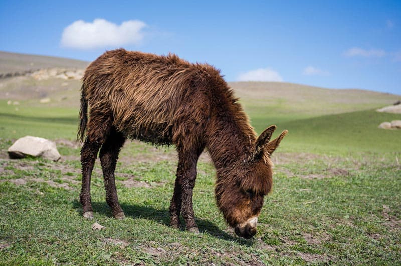 a miniature donkey eating grass