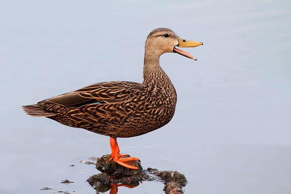 a Mottled Duck