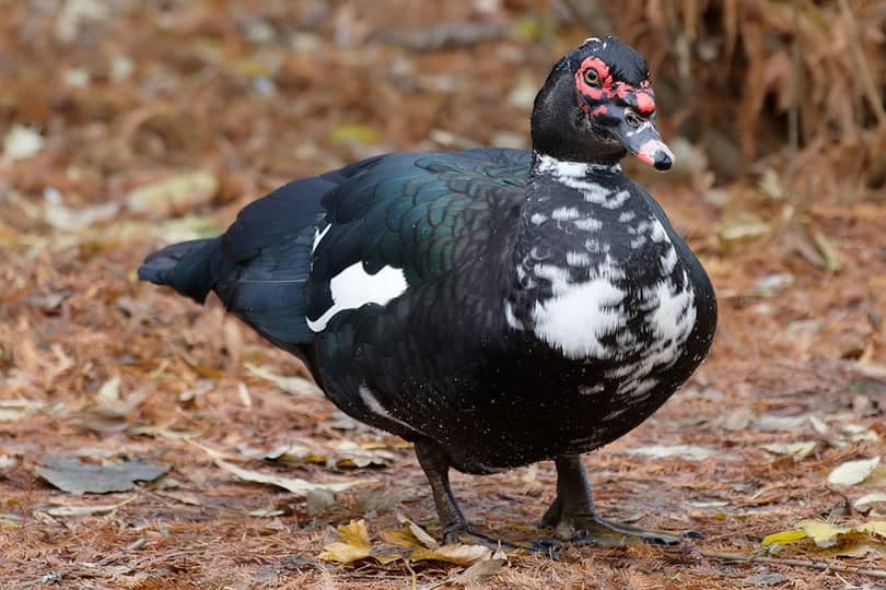 a muscovy duck in fall