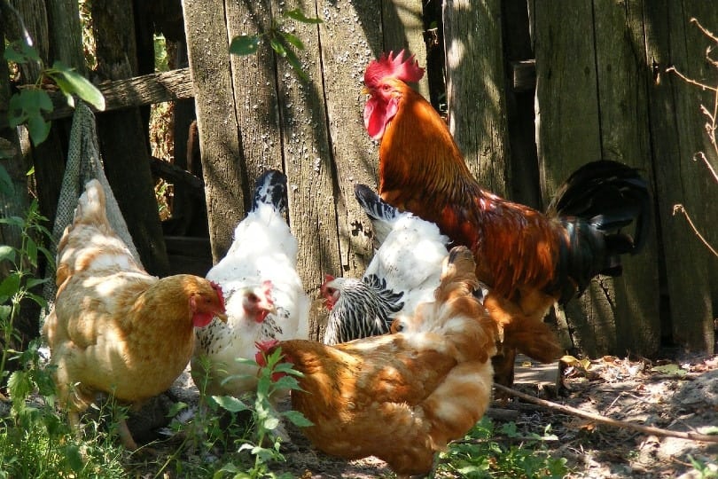 a rooster and hens