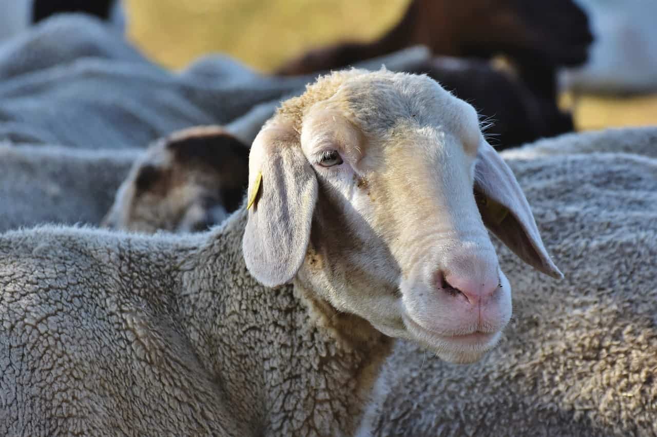 a sheep