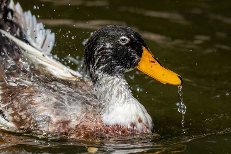 a silver appleyard duck on the water